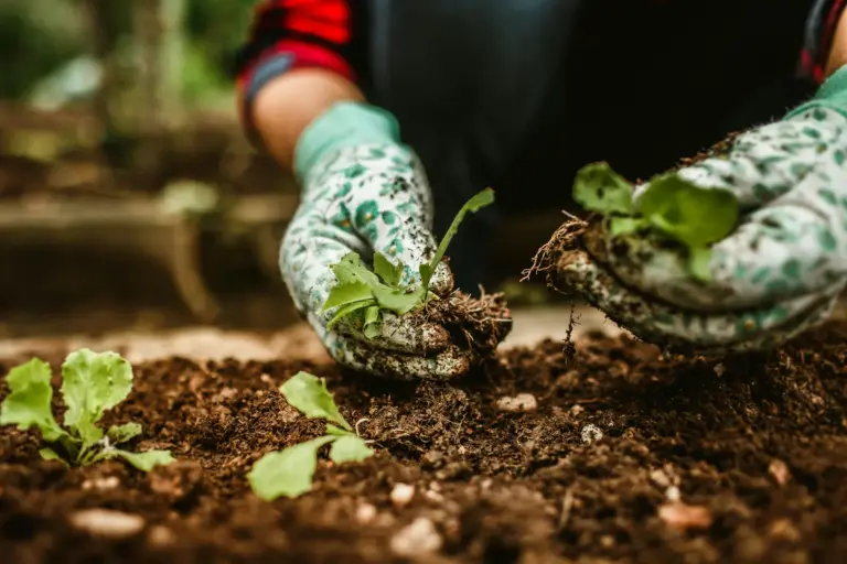 Planting in a garden bed in autumn